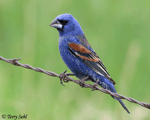 Blue Grosbeak - Passerina caerulea