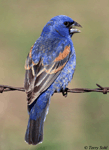 Blue Grosbeak 6 - Passerina caerulea