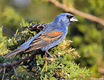 Blue Grosbeak 8 - Passerina caerulea