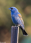 Blue Grosbeak 9 - Passerina caerulea