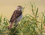 Dickcissel 14 - Spiza americana