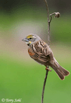 Dickcissel 4 - Spiza americana