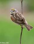 Dickcissel 5 - Spiza americana