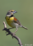 Dickcissel 9 - Spiza americana