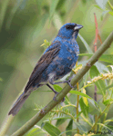 Indigo Bunting - Passerina cyanea