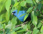 Indigo Bunting - Passerina cyanea