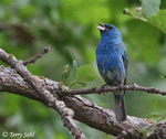 Indigo Bunting - Passerina cyanea