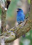 Indigo Bunting - Passerina cyanea