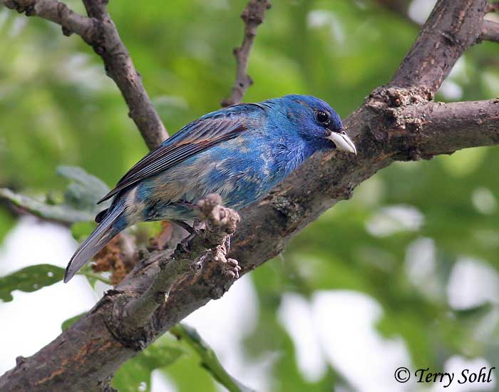 Identification Keys and Tips "Blue" Grosbeaks and Buntings