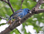 Indigo Bunting - Passerina cyanea