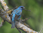 Indigo Bunting - Passerina cyanea