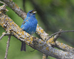 Indigo Bunting - Passerina cyanea