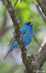 Indigo Bunting - Passerina cyanea