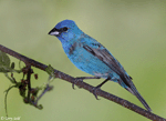 Indigo Bunting - Passerina cyanea