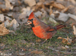 Northern Cardinal 11 (male) - Cardinalis cardinalis