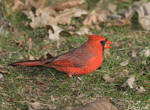 Northern Cardinal 13 (male) - Cardinalis cardinalis
