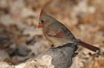 Northern Cardinal 16 (female) - Cardinalis cardinalis