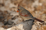 Northern Cardinal - Cardinalis cardinalis