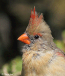 Northern Cardinal 18 (Female) - Cardinalis cardinalis
