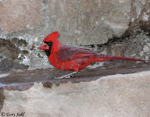 Northern Cardinal 20 (Male) - Cardinalis cardinalis