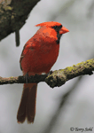 Northern Cardinal 21 (Male) - Cardinalis cardinalis