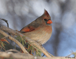 Northern Cardinal 23 (Female) - Cardinalis cardinalis