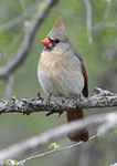 Northern Cardinal 25 (female) - Cardinalis cardinalis