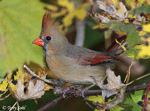 Northern Cardinal 4 (Female) - Cardinalis cardinalis
