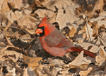 Northern Cardinal 5 (male) - Cardinalis cardinalis