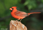 Northern Cardinal 9 (Male) - Cardinalis cardinalis