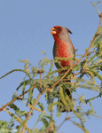 Pyrrhuloxia - Cardinalis sinuatus