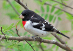Rose-breasted Grosbeak 18 - Pheucticus ludovicianus