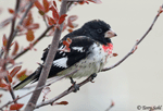 Rose-breasted Grosbeak 19 - Pheucticus ludovicianus