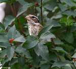 Rose-breasted Grosbeak 1 - Pheucticus ludovicianus