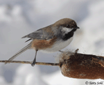 Boreal Chickadee 4 -&nbsp;Poecile hudsonicus