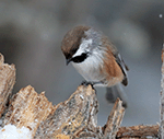 Boreal Chickadee 8 - Poecile hudsonicus