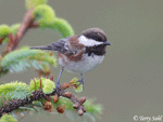 Chestnut-backed Chickadee - Poecile rufescens