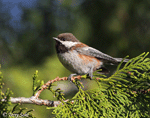 Chestnut-backed Chickadee - Poecile rufescens