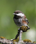 Chestnut-backed Chickadee - Poecile rufescens
