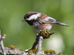 Chestnut-backed Chickadee - Poecile rufescens