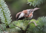 Chestnut-backed Chickadee - Poecile rufescens