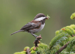 Chestnut-backed Chickadee - Poecile rufescens