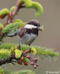 Chestnut-backed Chickadee - Poecile rufescens