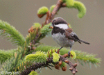 Chestnut-backed Chickadee - Poecile rufescens