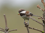 Chestnut-backed Chickadee - Poecile rufescens