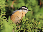 Red-breasted Nuthatch 11 - Sitta canadensis