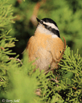 Red-breasted Nuthatch 12 - Sitta canadensis