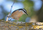 Red-breasted Nuthatch 2 - Sitta canadensis
