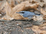 Red-breasted Nuthatch 4 - Sitta canadensis