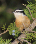 Red-breasted Nuthatch - Sitta canadensis